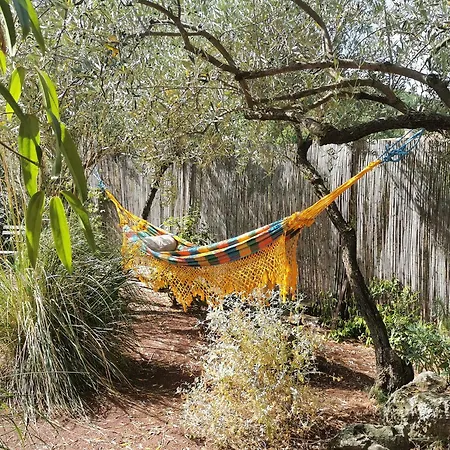Orange Oasis Salasc